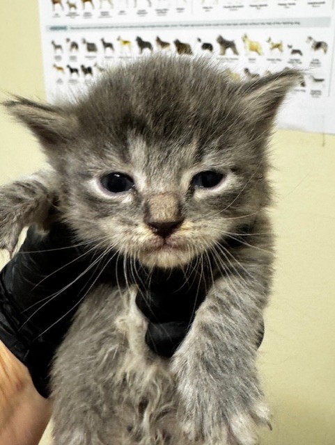 Adoptable Cat