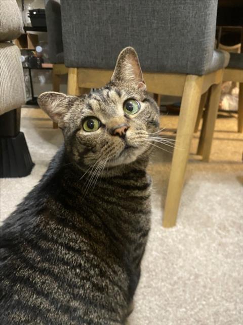 Tigger