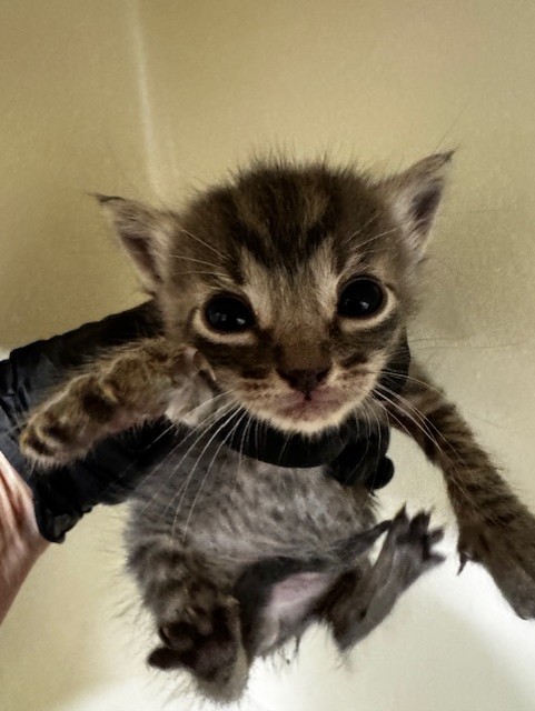 Adoptable Cat