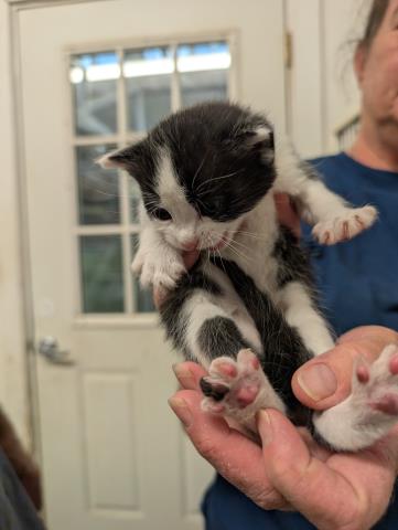 *Fester