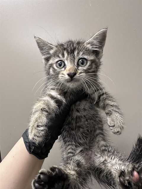 Kimchi - In Foster