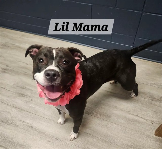 Lil Mama