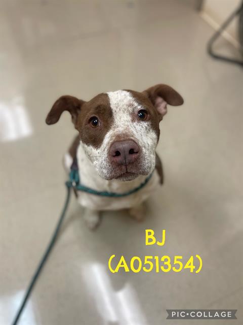 Bj
