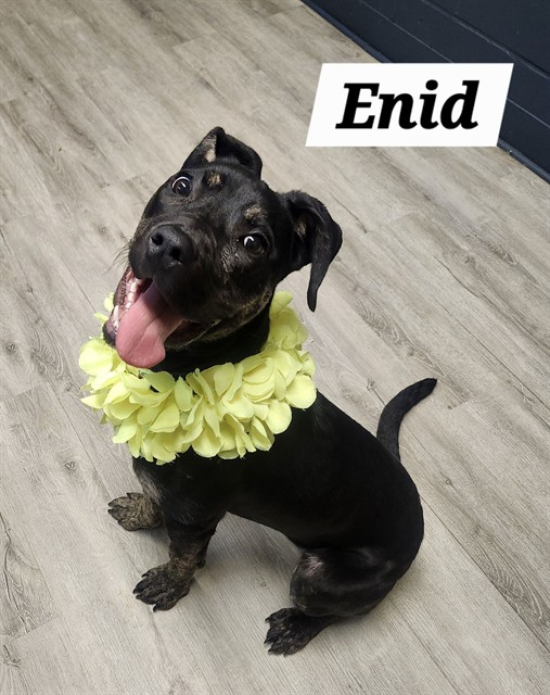 Enid