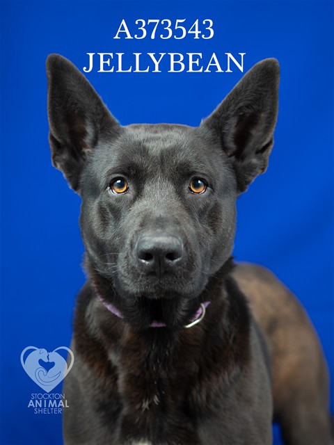 Jellybean