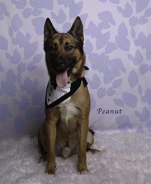 Peanut