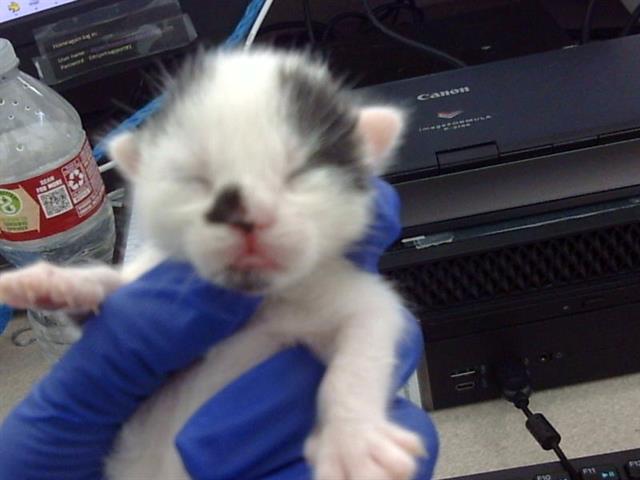 Tiny