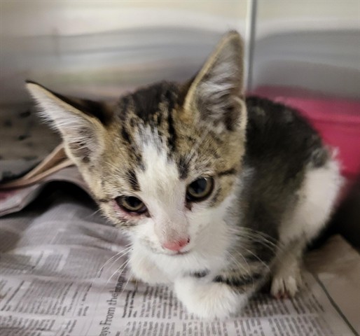 Adoptable Cat