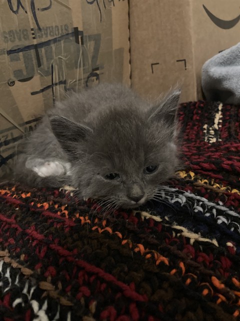 Mittens