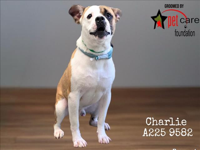 Charlie
