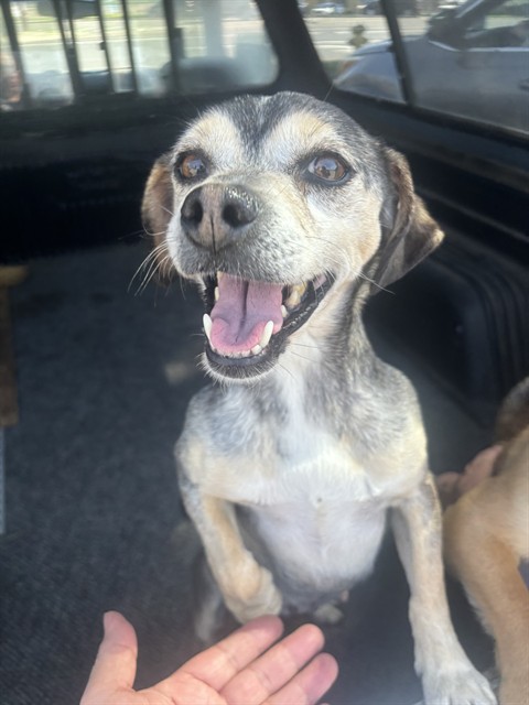 Adoptable Dog
