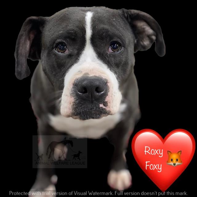 Roxy Foxy
