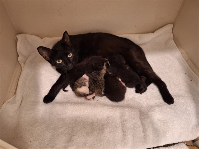 Adoptable Cat