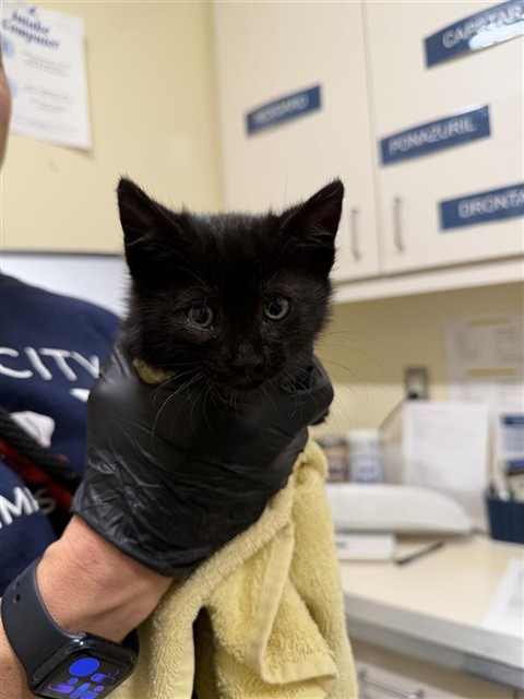 Adoptable Cat