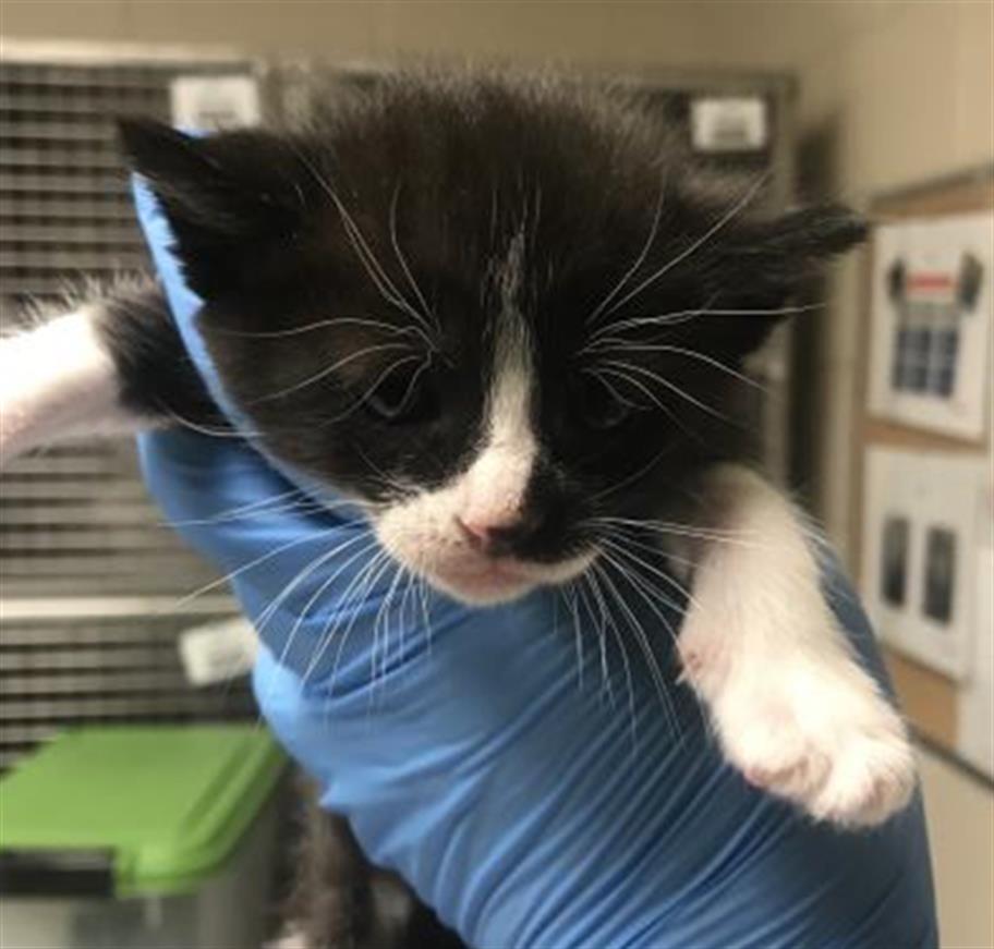 Adoptable Cat