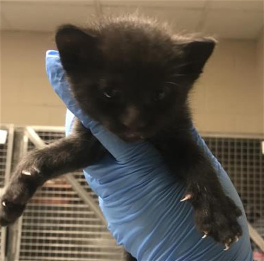 Adoptable Cat