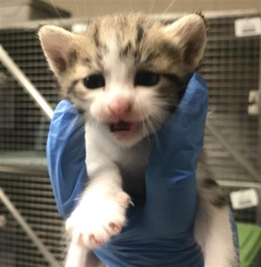 Adoptable Cat
