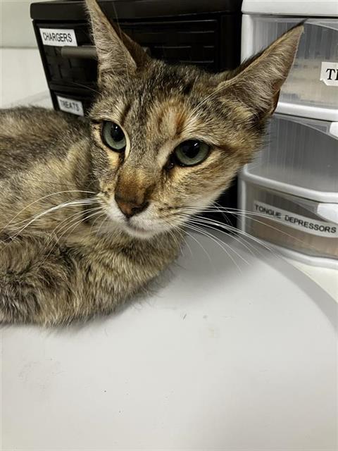 Adoptable Cat