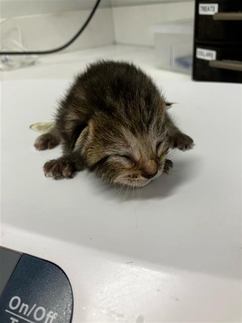 Adoptable Cat