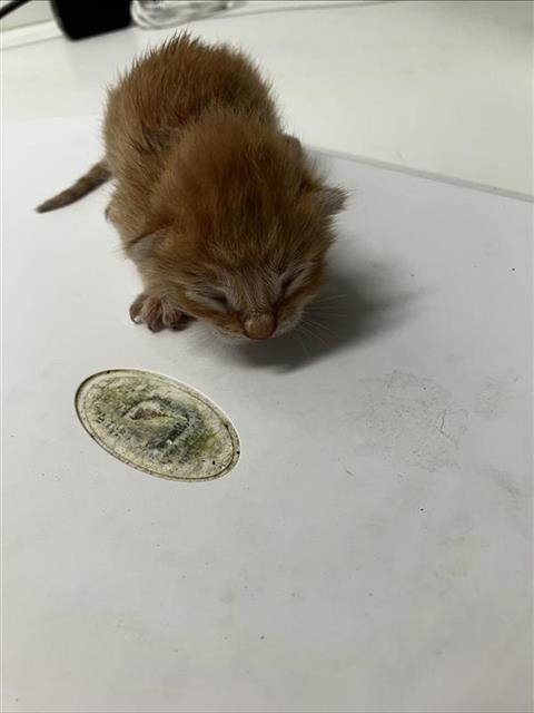 Adoptable Cat