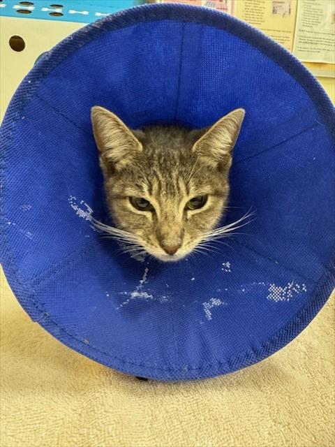Adoptable Cat