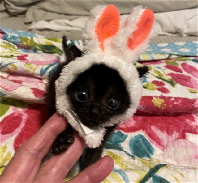 Chiquita