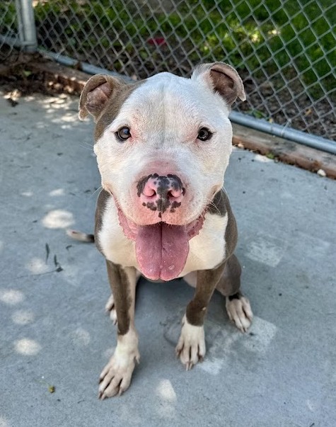 Pumba
