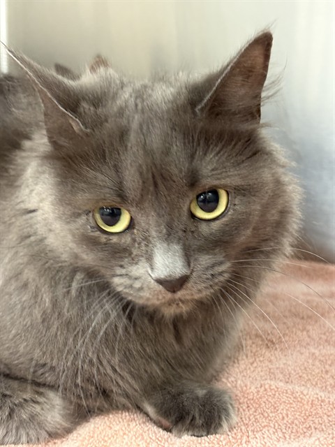 Gracie
