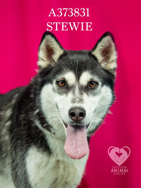 Stewie