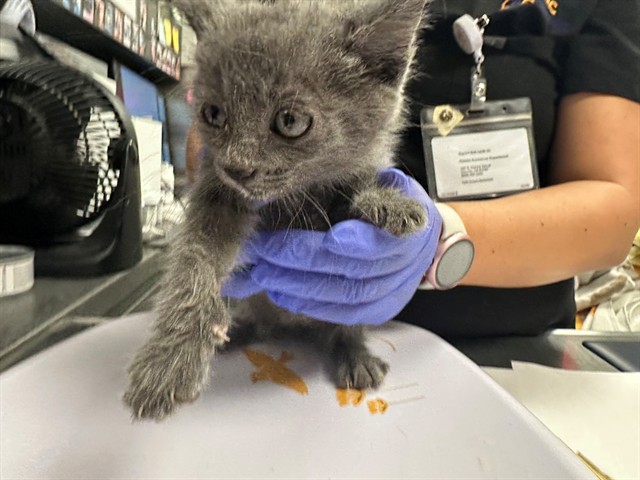 Smokey - Adoption Pending