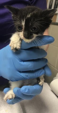 Adoptable Cat
