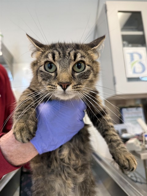 Adoptable Cat