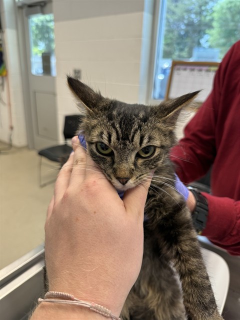 Adoptable Cat