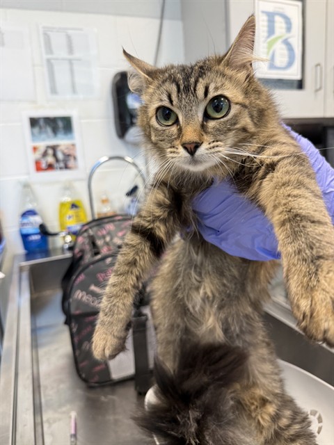 Adoptable Cat