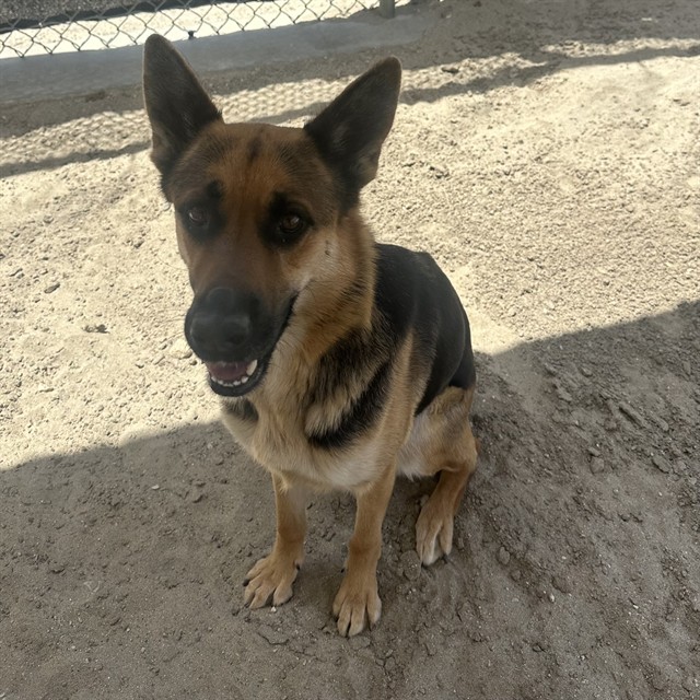 Lila