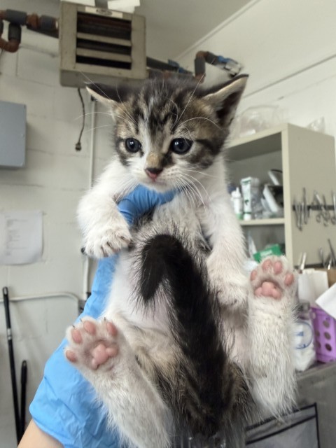Adoptable Cat