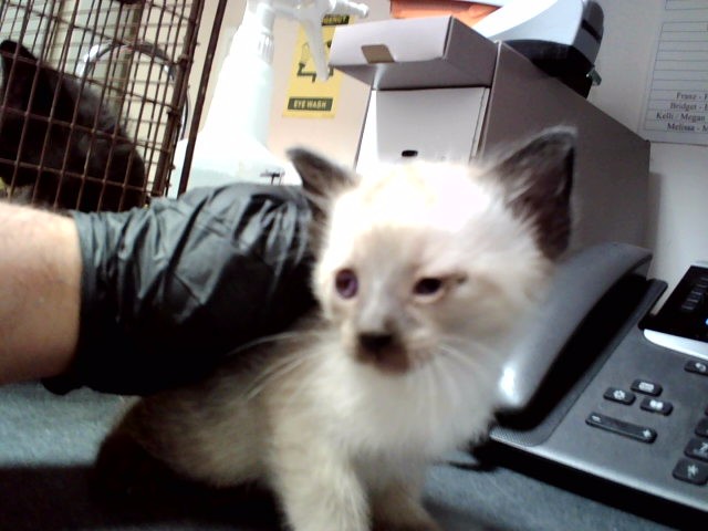 Adoptable Cat