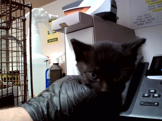 Adoptable Cat