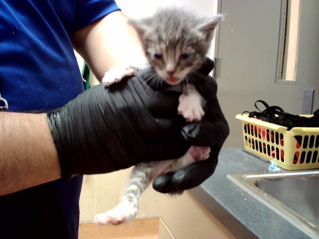 Adoptable Cat