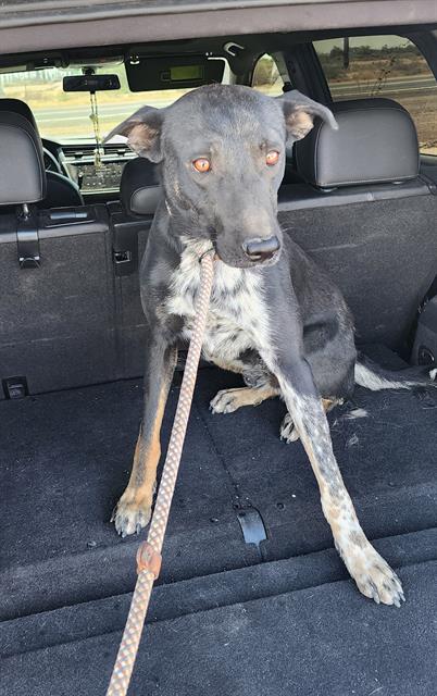 Marcellus