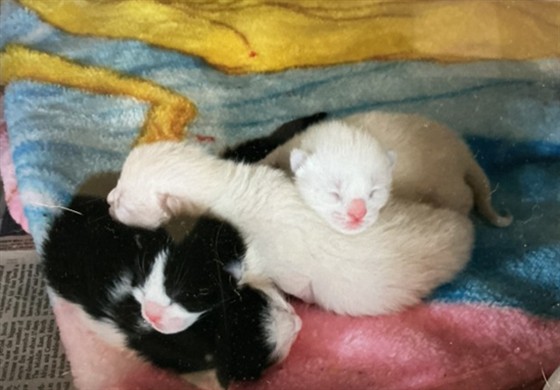 Little Las