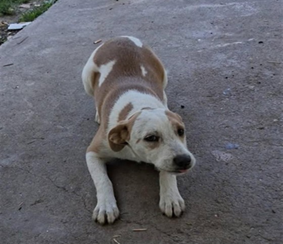 Adoptable Dog