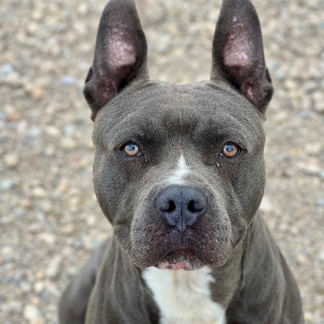 Harvey