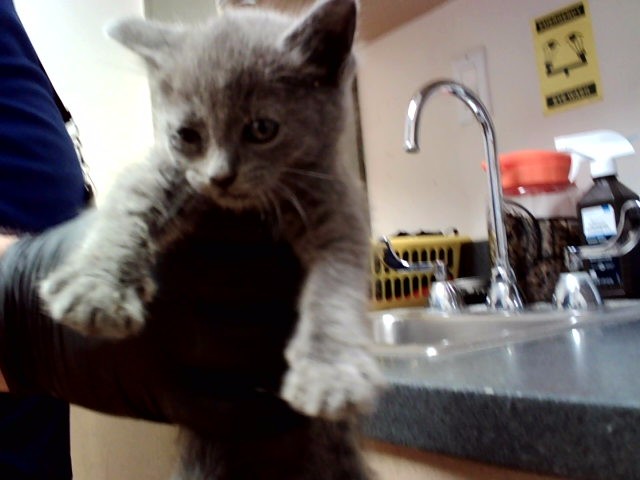 Adoptable Cat