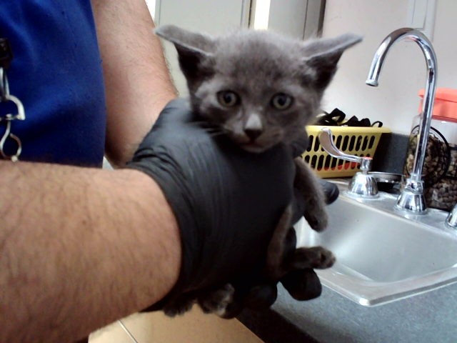 Adoptable Cat