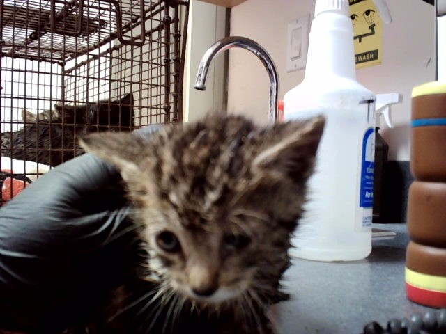 Adoptable Cat