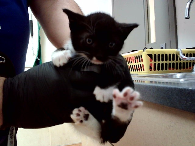 Adoptable Cat