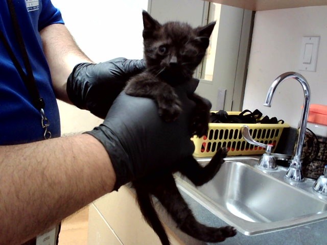Adoptable Cat