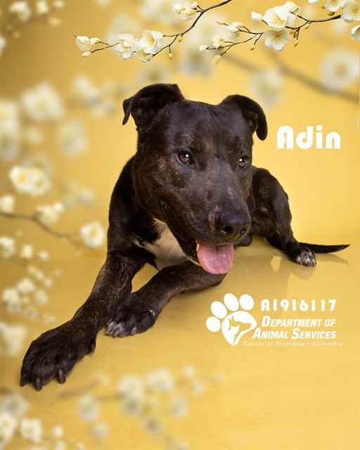 Adin