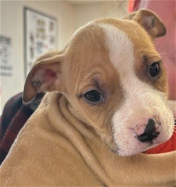 Carmello